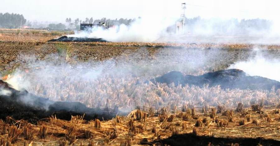 Paddy Burning