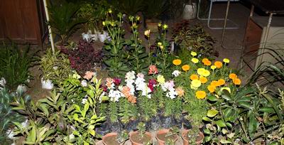 Flower Plants1