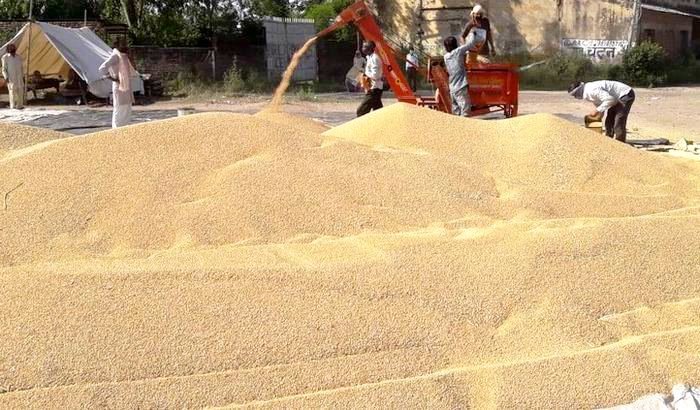 Mandi Wheat 3