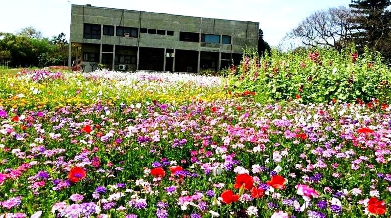 GNDU Flowers 1